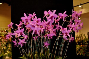 Laelia anceps fma. lineata El Chingon AM 81 pts.